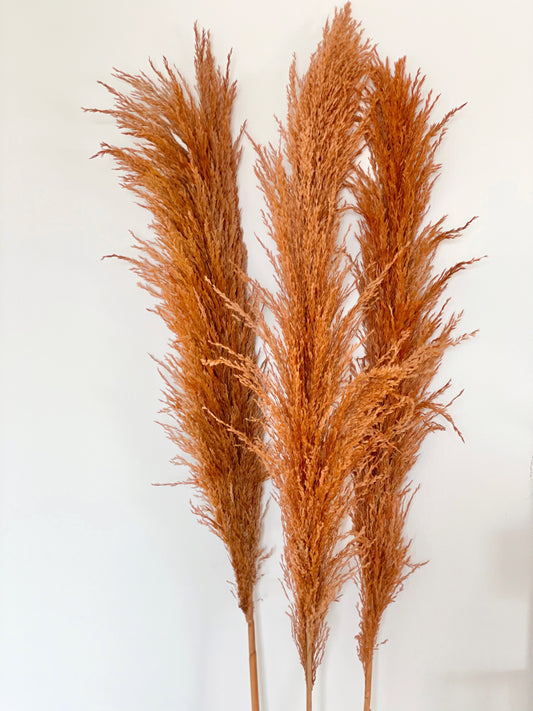 Pampas Grass - Orange