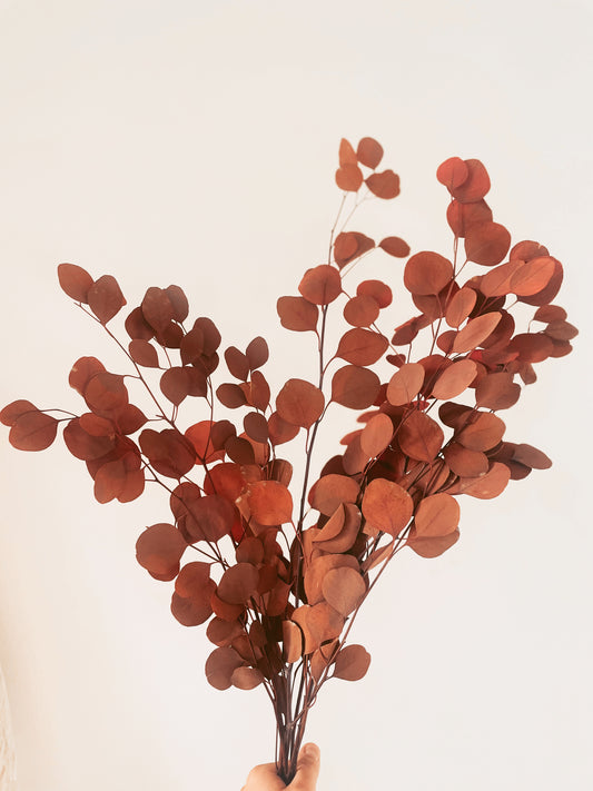 DRIED EUCALYPTUS BUNCH-bohokingdom-