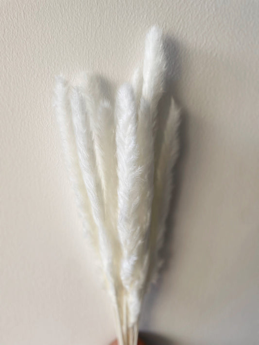 SMALL PAMPAS - WHITE-bohokingdom-pampas,pampasgrass