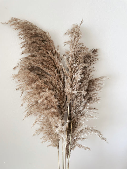 PAMPAS GRASS BROWN-bohokingdom-boho,bohochic,bohodeco,bohodecor,dried flowers,homedeco,homedecor,pampas,pampasgrass