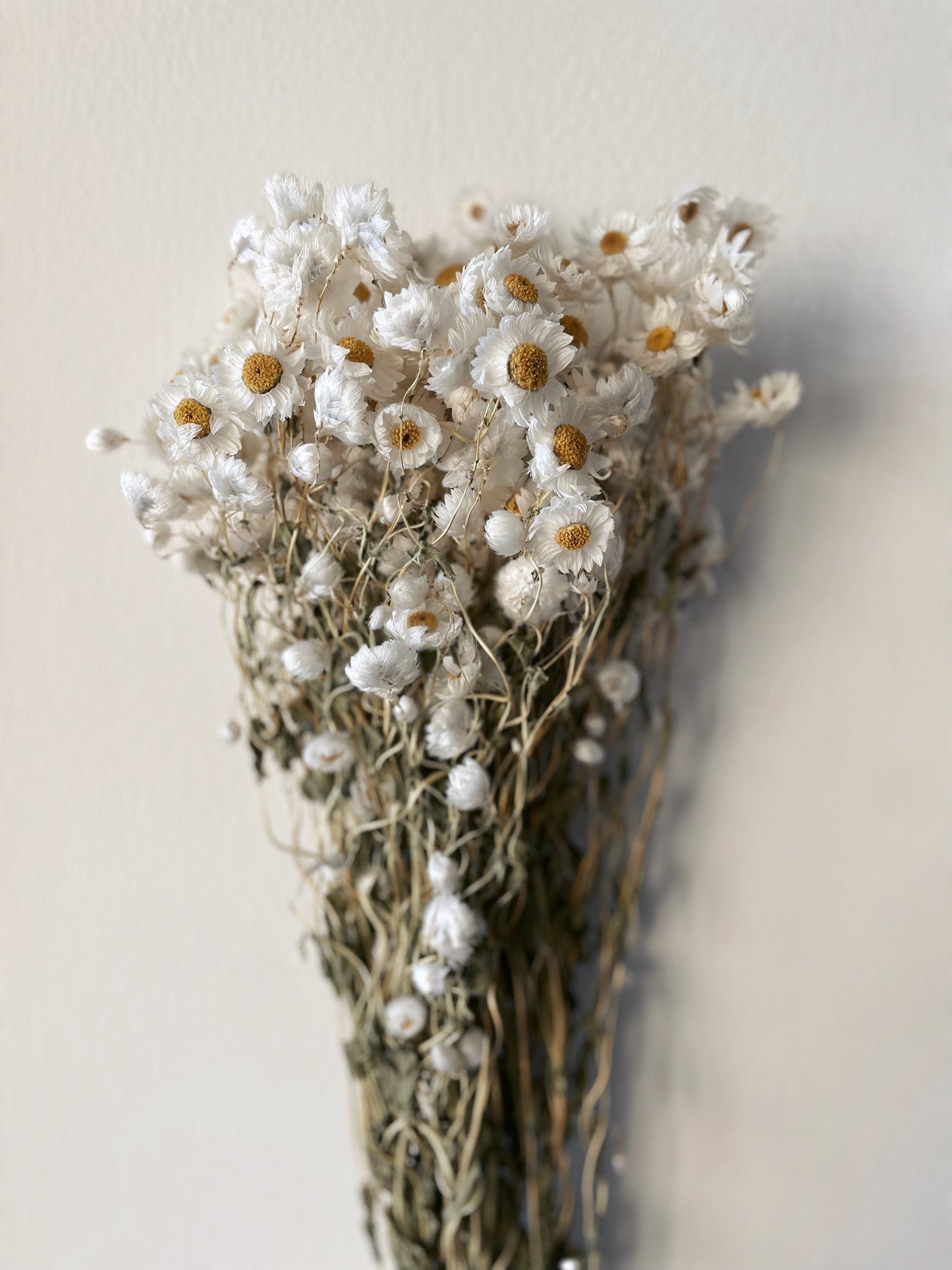 DAISY DRIED FLOWERS-bohokingdom-