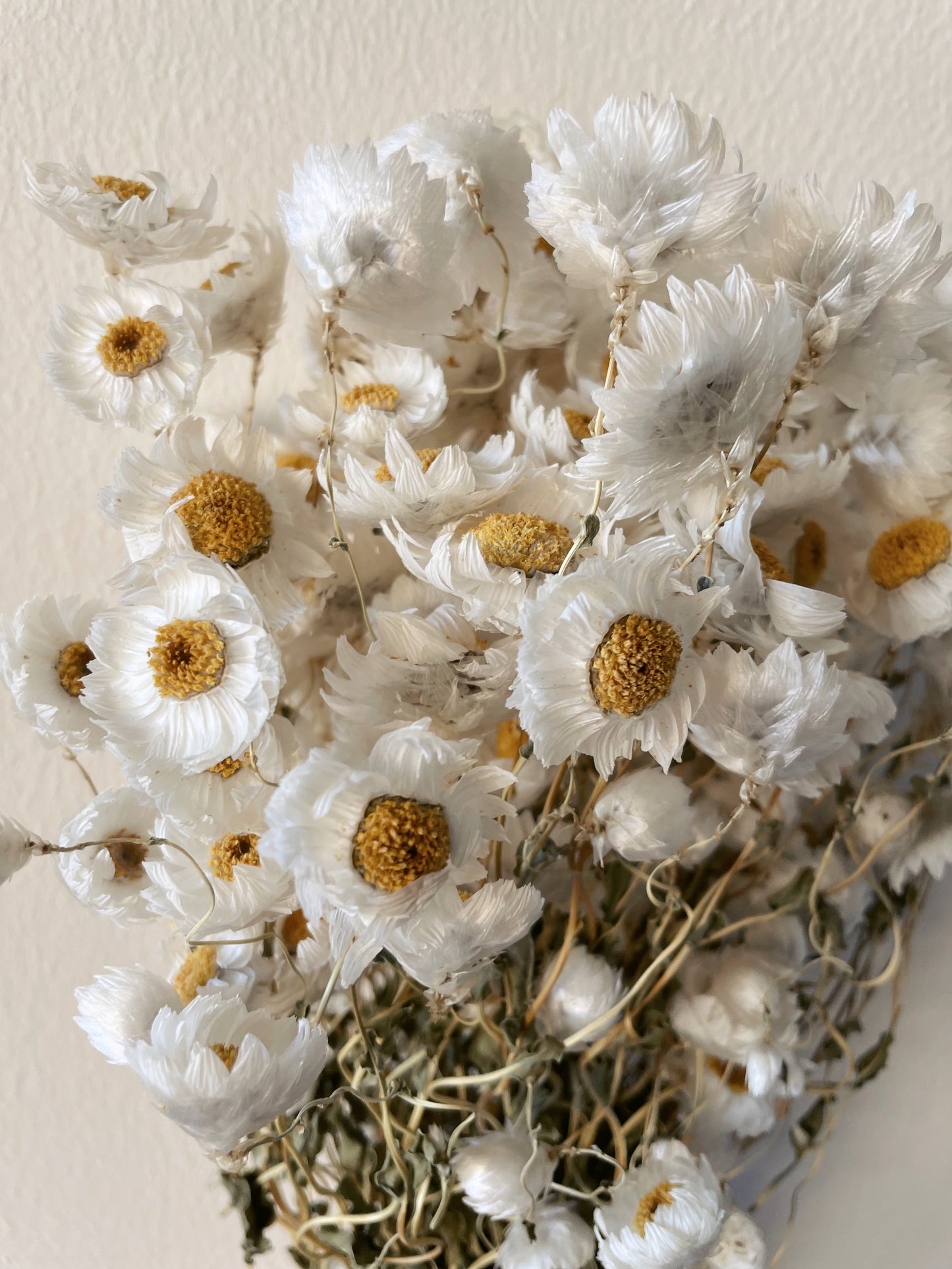 DAISY DRIED FLOWERS-bohokingdom-