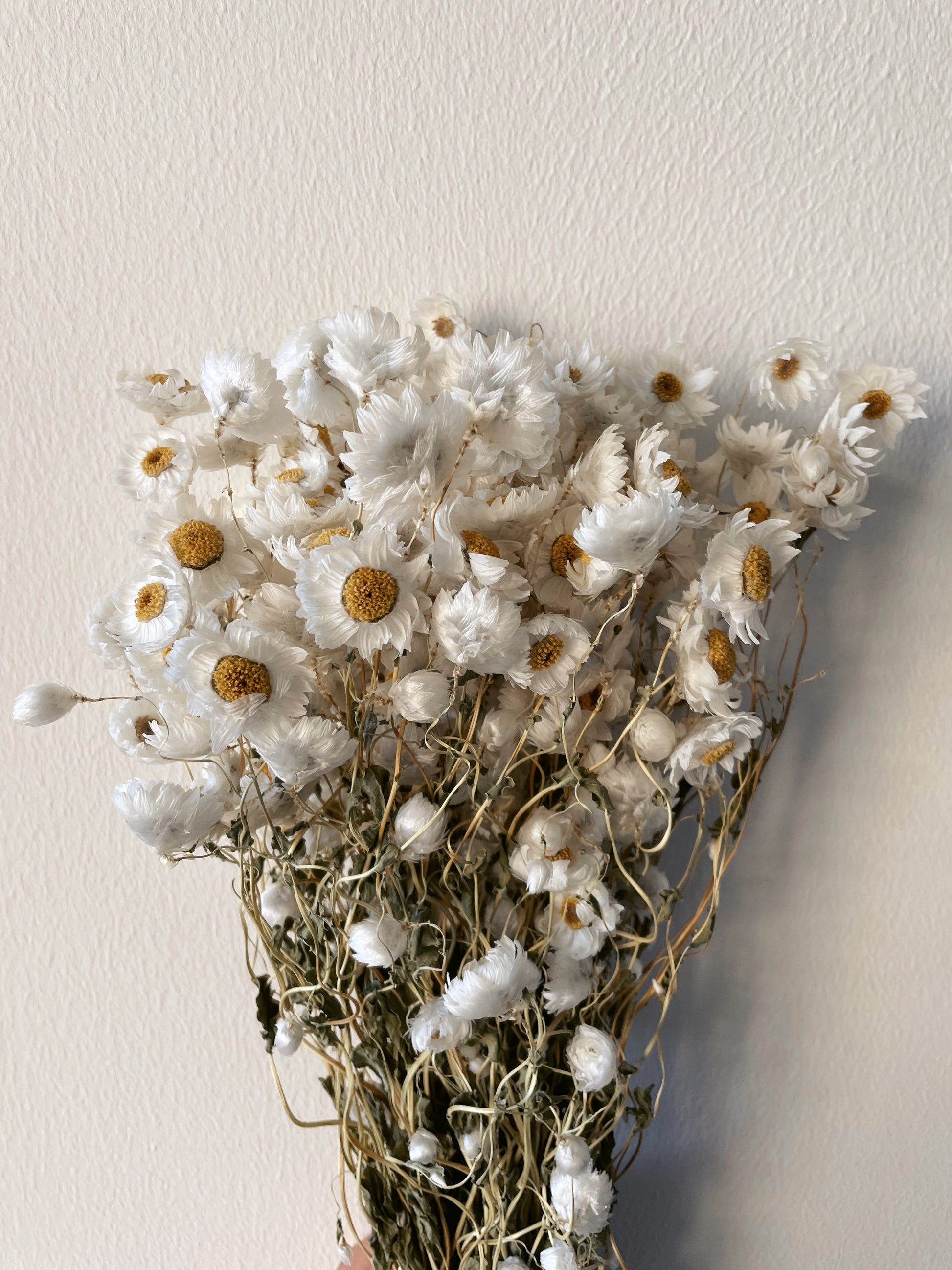 DAISY DRIED FLOWERS-bohokingdom-