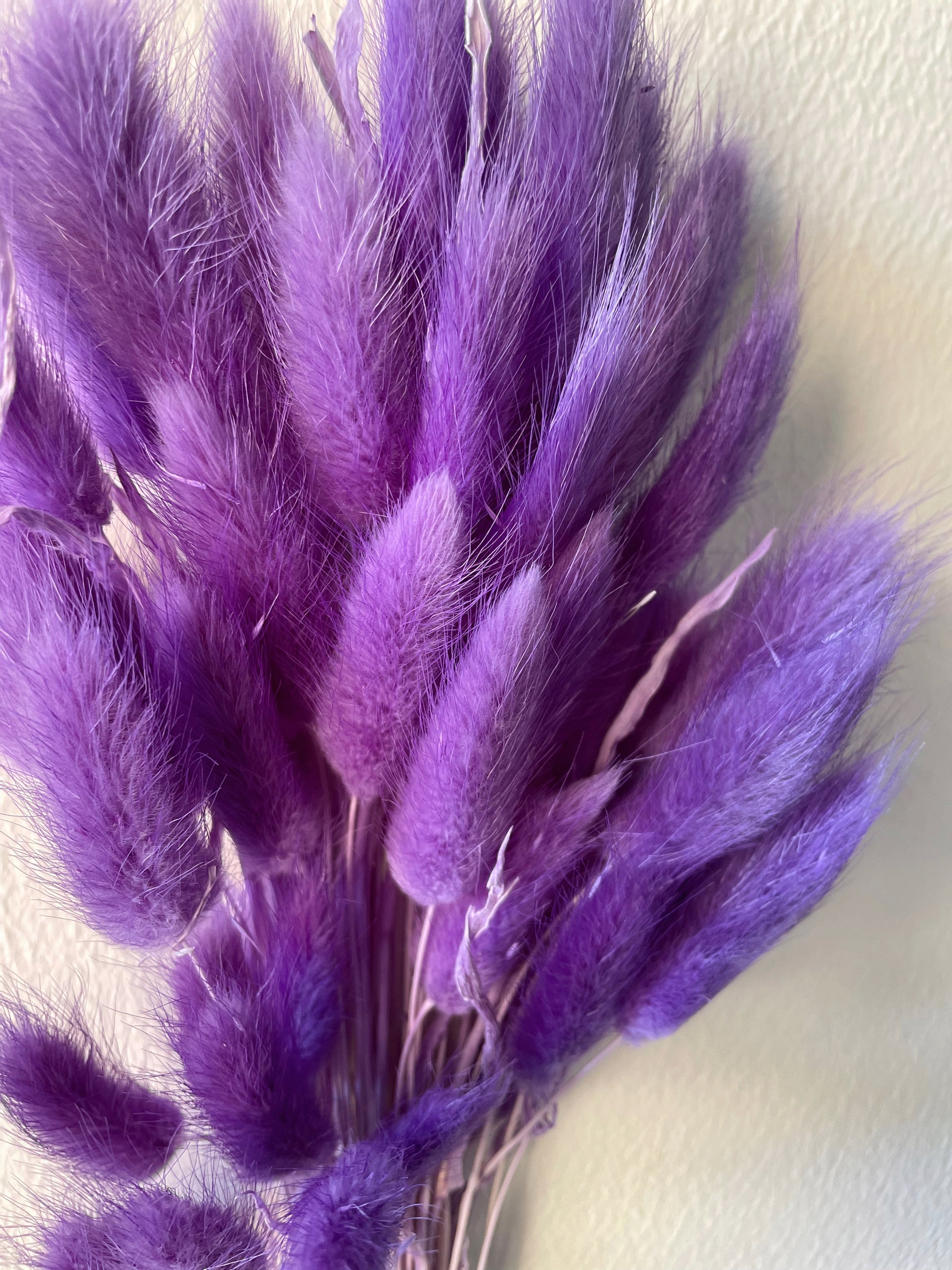 BUNNY TAILS BUNCH - PURPLE-bohokingdom-Bunny Tails,dried flowers,pampas,pampasgrass