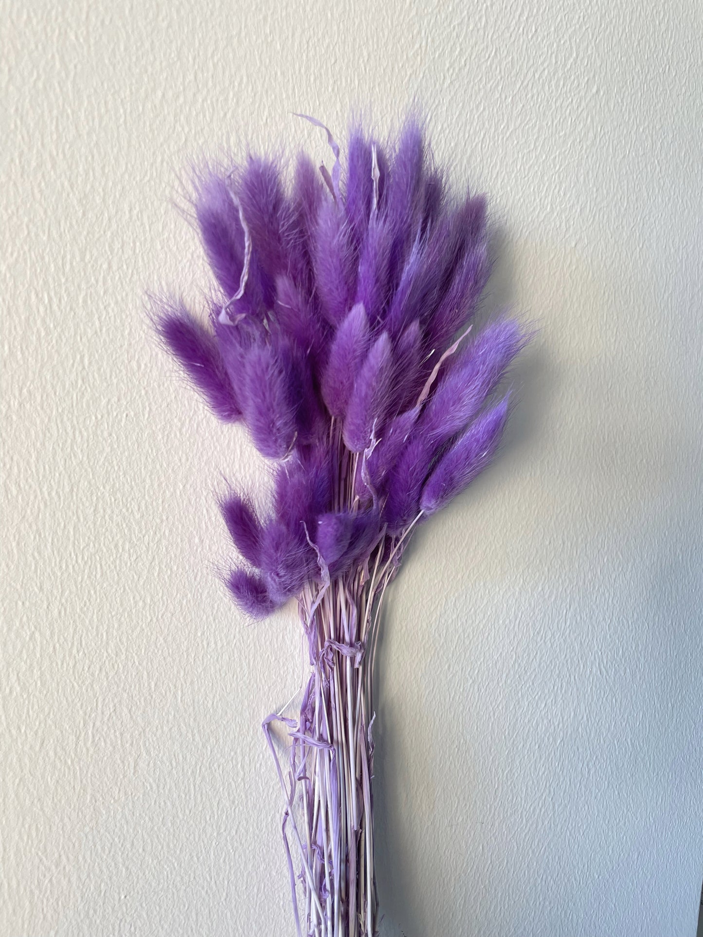 BUNNY TAILS BUNCH - PURPLE-bohokingdom-Bunny Tails,dried flowers,pampas,pampasgrass