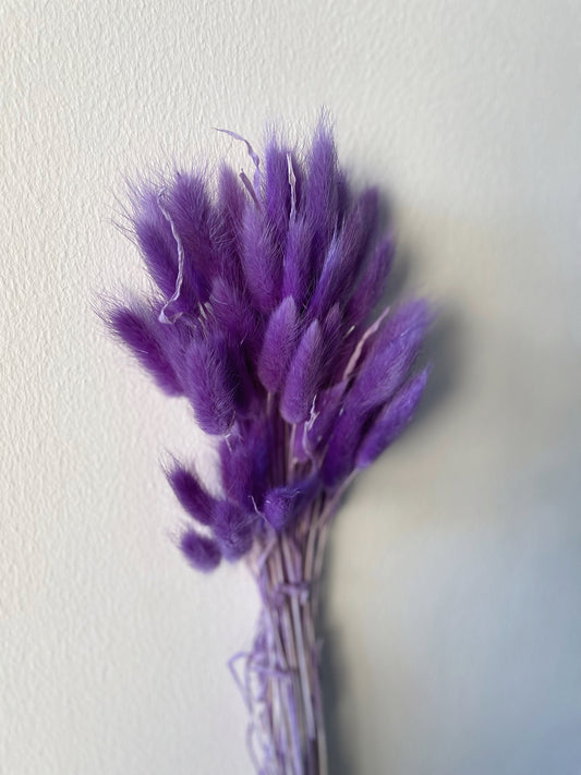 BUNNY TAILS BUNCH - PURPLE-bohokingdom-Bunny Tails,dried flowers,pampas,pampasgrass