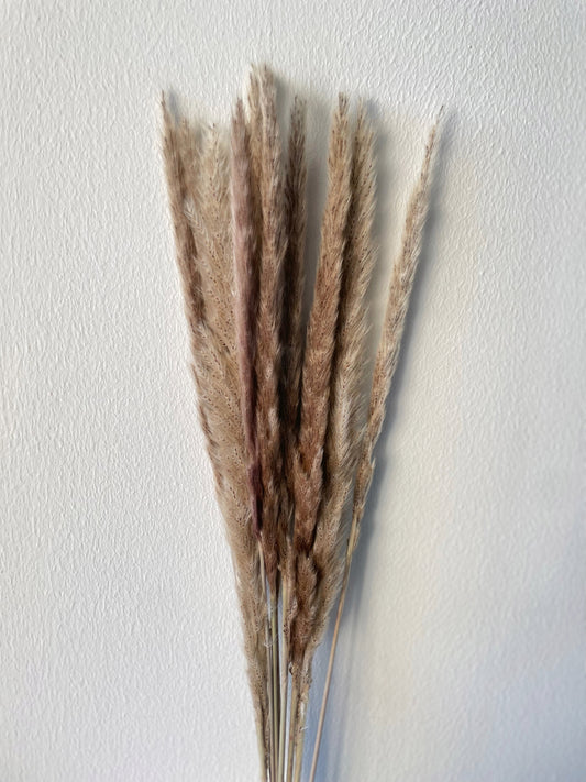 SMALL PAMPAS - BROWN-bohokingdom-