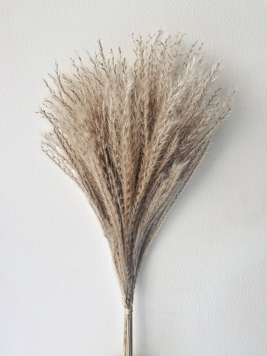 HORSETAIL PAMPAS - NATURAL COLOR-bohokingdom-dried flowers,pampas,pampasgrass