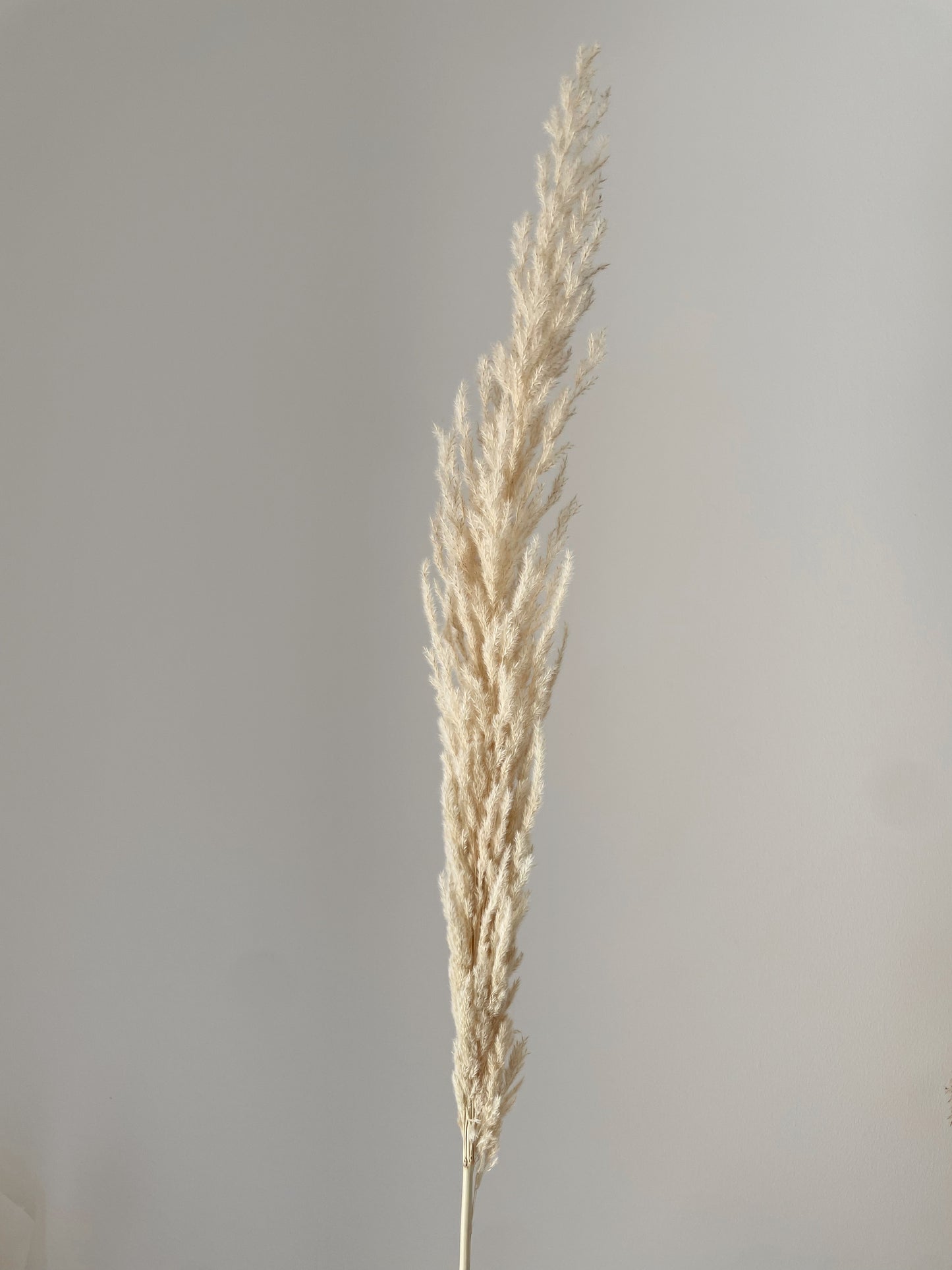 PAMPAS GRASS BEIGE-bohokingdom-