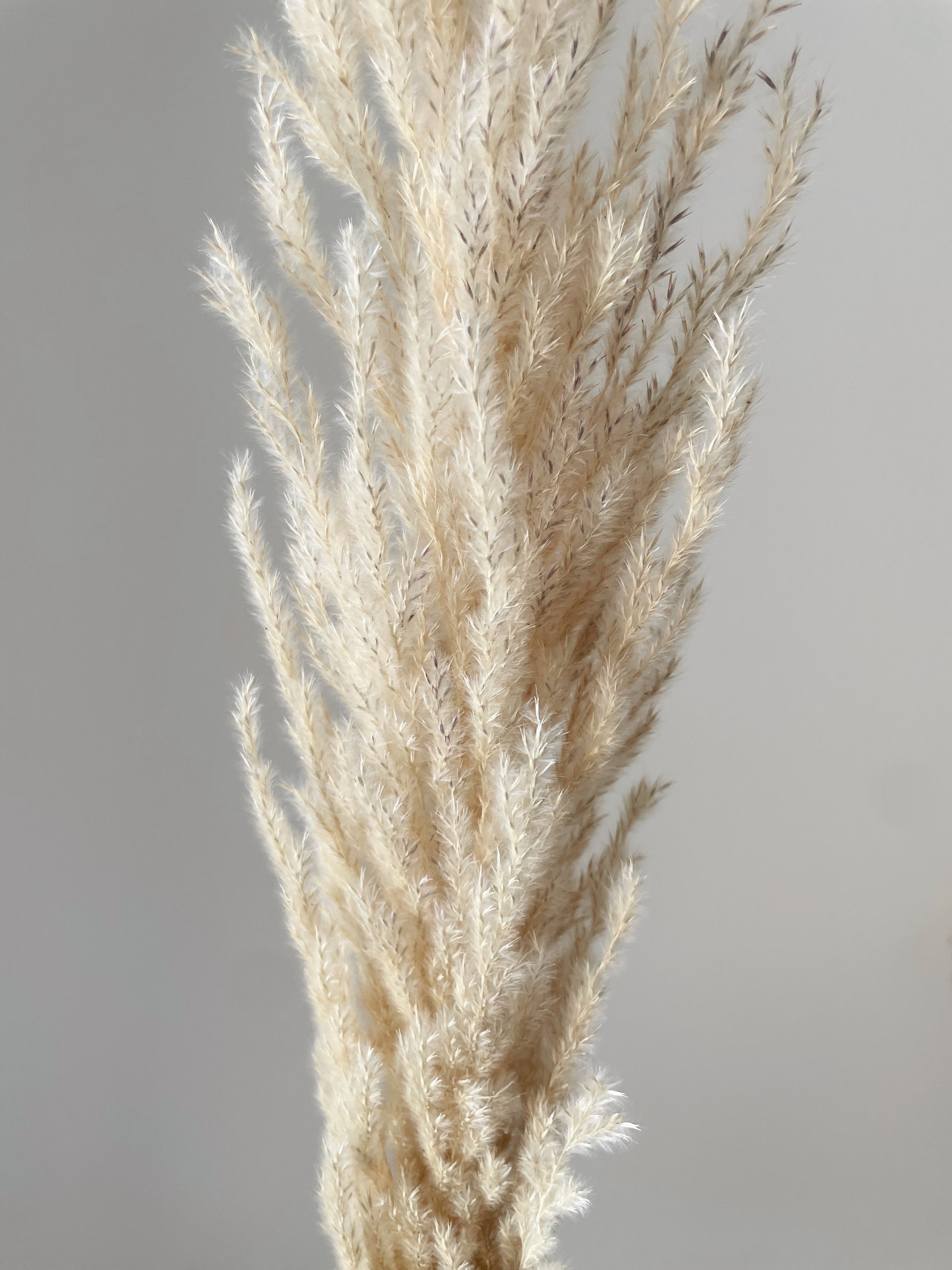 PAMPAS GRASS BEIGE-bohokingdom-