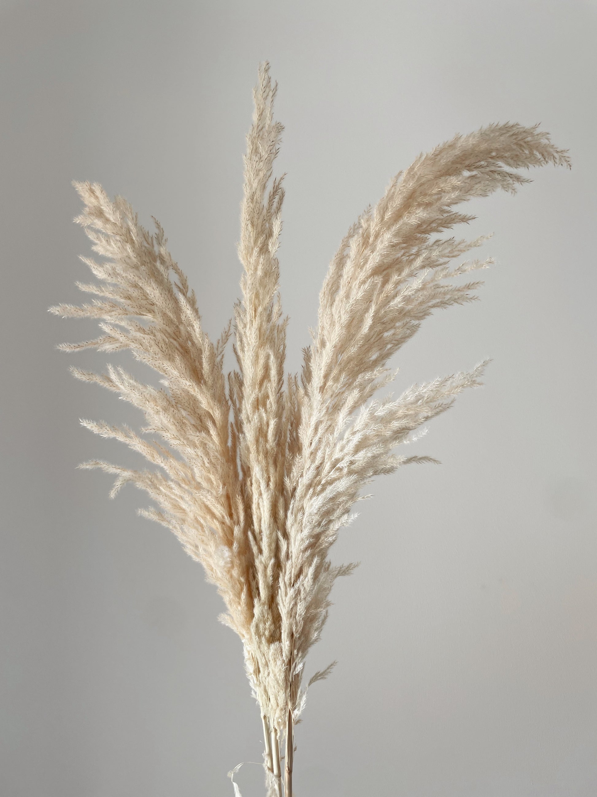 PAMPAS GRASS BEIGE-bohokingdom-