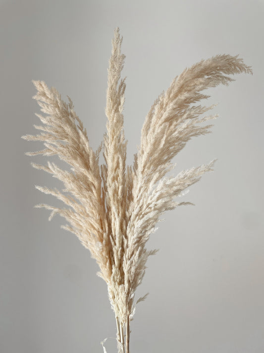 PAMPAS GRASS BEIGE-bohokingdom-