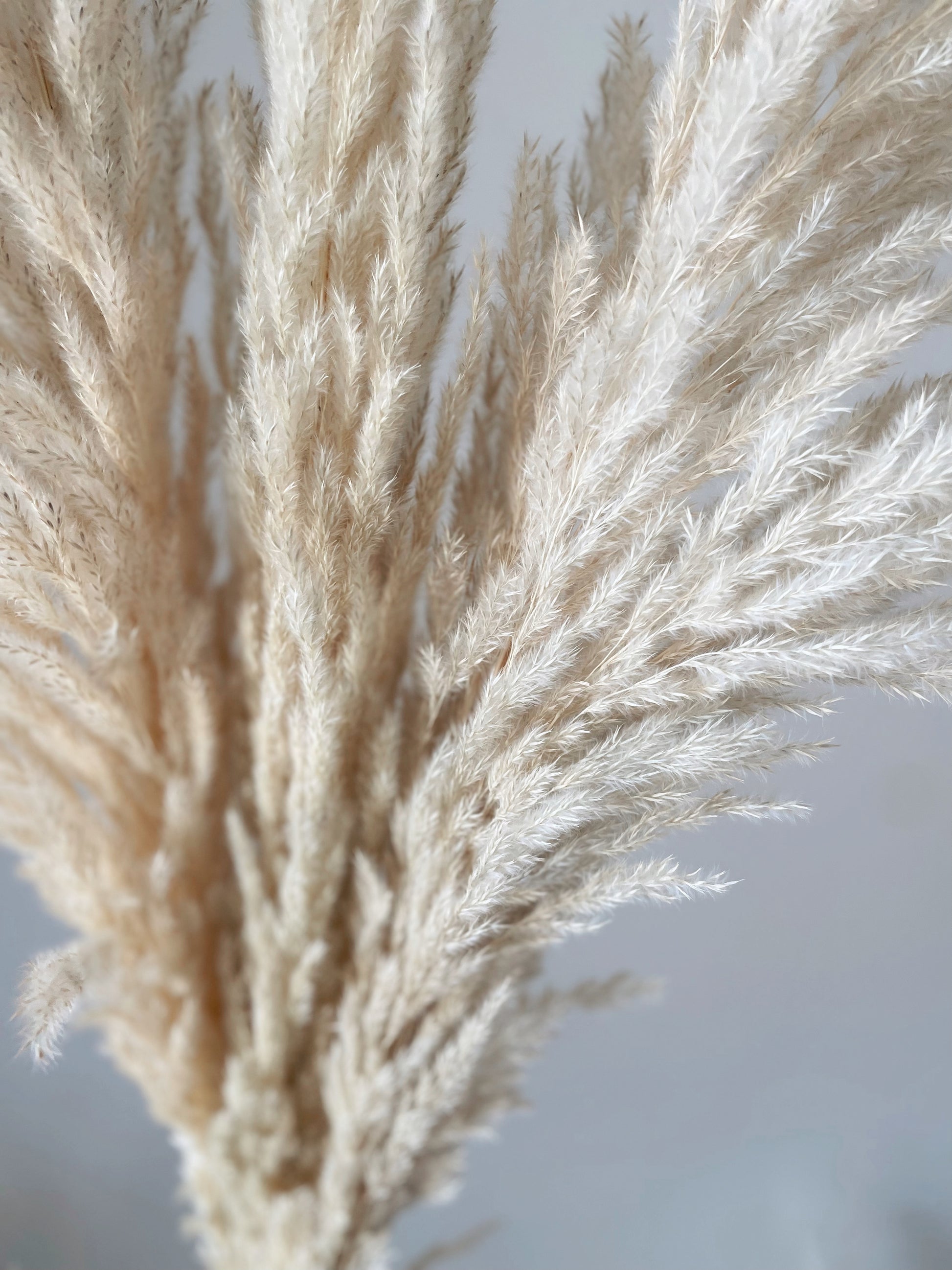 PAMPAS GRASS BEIGE-bohokingdom-