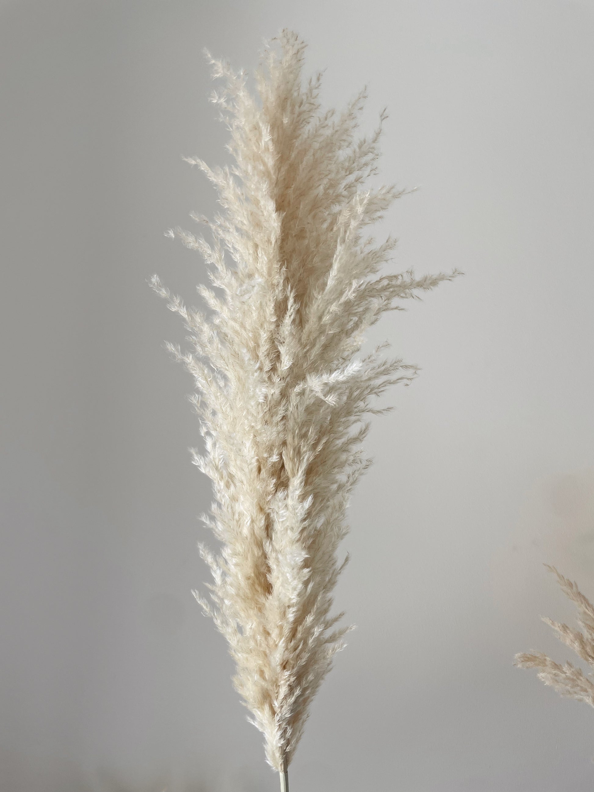 PAMPAS GRASS BEIGE FLUFFY-bohokingdom-