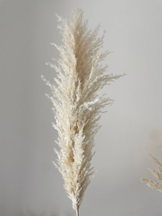 PAMPAS GRASS BEIGE FLUFFY-bohokingdom-