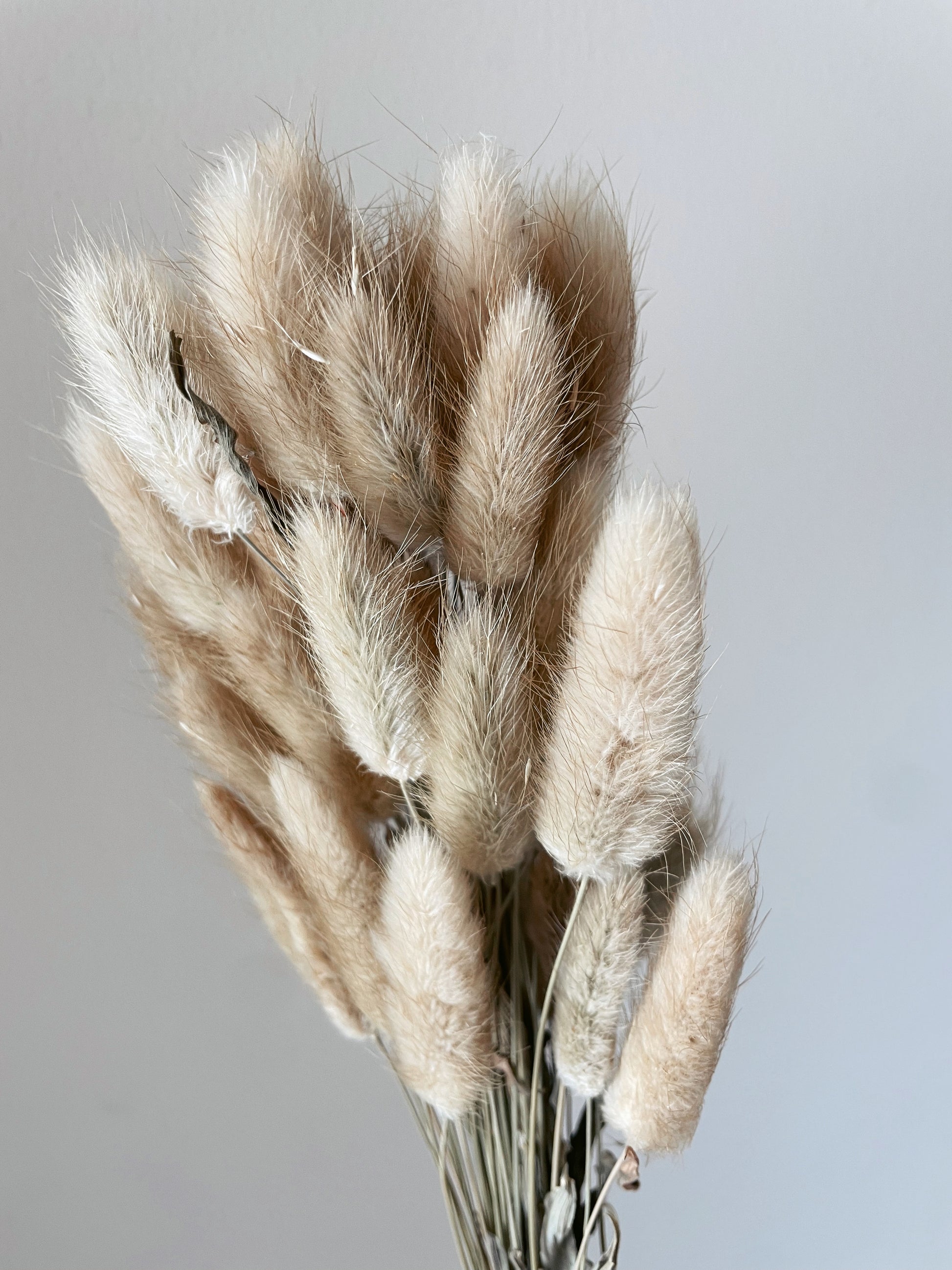 BUNNY TAILS BUNCH - BROWN-bohokingdom-