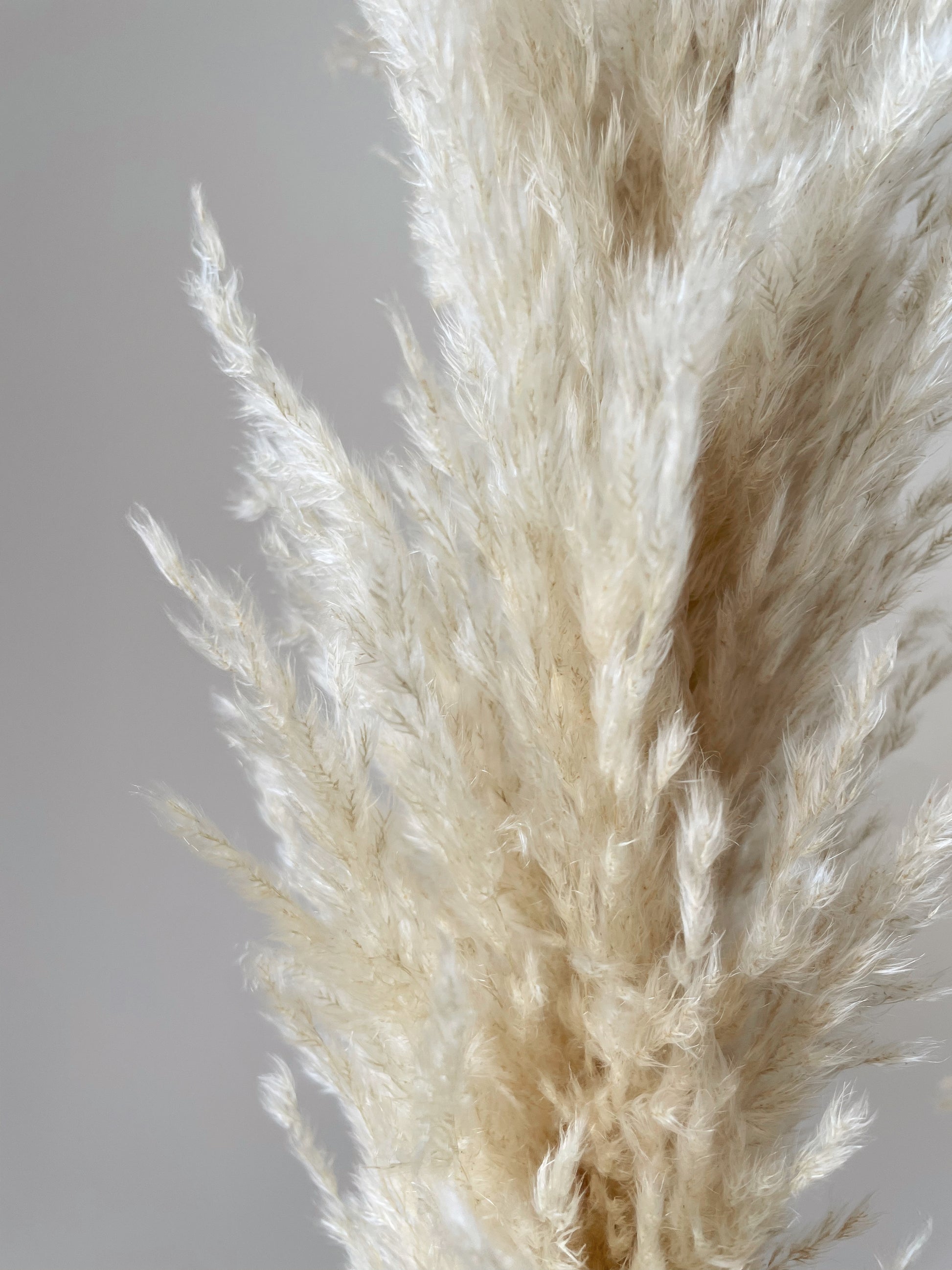 PAMPAS GRASS BEIGE FLUFFY-bohokingdom-